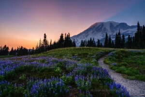 Lupine Wildflower Trail at Sunset – Mount Rainier National Park Soft evening light glows over fields of purple lupine and alpine wildflowers along a winding trail beneath Mount Rainier. Captured at sunset, this peaceful...