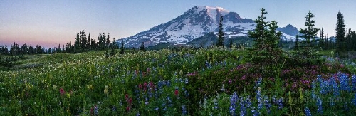Mount Rainier Sunrise Panorama over Wildflower Meadows First light spills across the slopes of Mount Rainier, illuminating a vast carpet of lupine, paintbrush, and heather in full summer bloom. Captured in a...