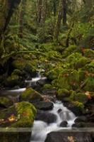 Autumn Waterfall Moss