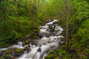 Carbon River Falls Creek