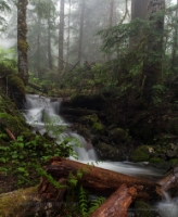 Foggy Mount Baker Stream