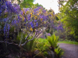 Kubota Gardens Wisteria Light