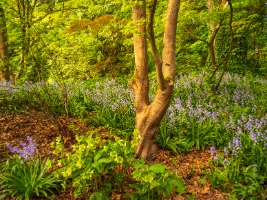 Seattle Arboretum Spring Light