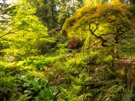 Seattle Arboretum Spring Maples