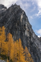 Enchantments Fall Colors Larches and Dragontail