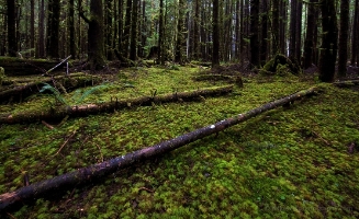 Ancient Forest