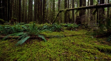 Ferns and Trees