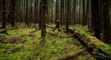 Moss Logs