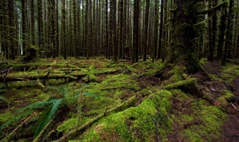 Moss and Ferns