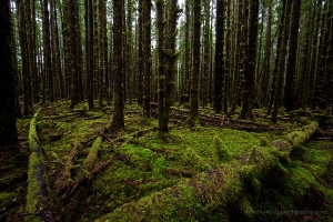 Rainforest Angles