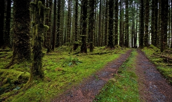 Rainforest Path