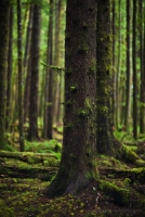 Tall Rainforest Tree