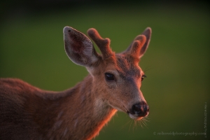 Hurricane Ridge Local Resident Canon 200mm