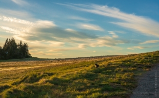 Marmot Surveys His Domain