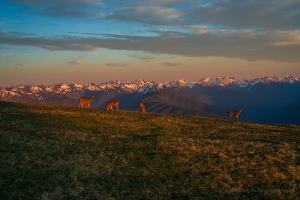 Olympic Mountains Dusk Deer