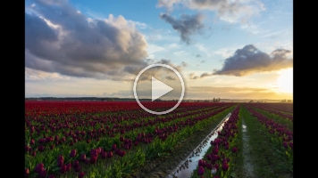 Skagit Tulip Festival Golden Light Sunset Timelapse