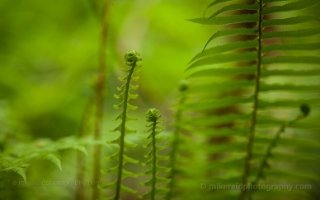 Palm Fronds