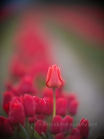 Above the Rest Red Tulip.jpg