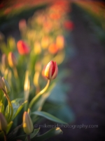 Beautiful Tulip Closeup.jpg