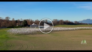 Skagit Snow Geese Swarming Mount Baker Video.mp4