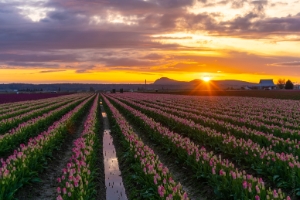 Skagit Tulip Festival Sunset Fields Clouds.jpg