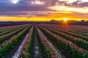 Skagit Tulip Festival Sunset Fields.jpg