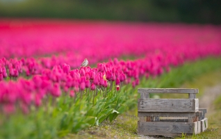 Skagit Tulip Field Sparrow and Box.jpg The Skagit Valley bursts forth with color starting in about March and continuing through April with the Skagit Valley Daffodil and Tulip Festivals. Being up...