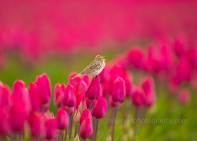 Skagit Tulip Field Sparrow on a Tulip.jpg