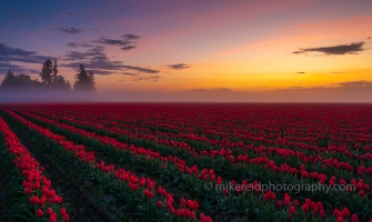 Skagit Valley Tulip Festival Line of Fog.jpg