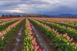 Skagit Valley Tulip Festival Rows of Pink.jpg