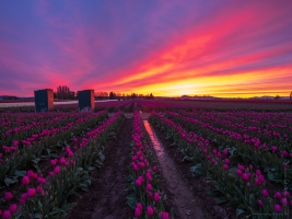 Skagit Valley Tulips Burning Skies Rows of Magenta Tulips.jpg