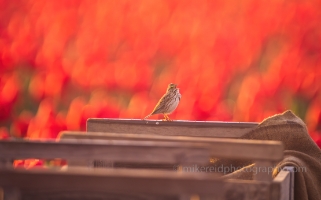 Songbird Sparrow in the Tulip Fields.jpeg