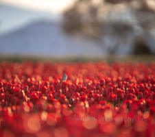 Songbird at Dawn in the Skagit Valley.jpg