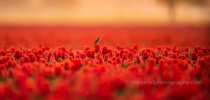 Sparrow Song on a Dawn Tulip Field.jpg