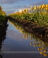 Yellow Tulips Reflected.jpg