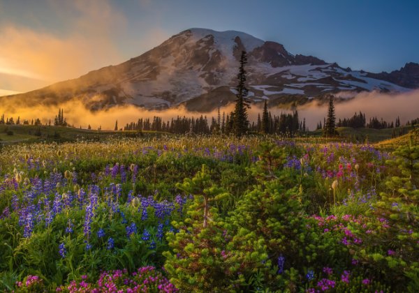 Mount Rainier Wildflowers Workshop August 1-3 Contact me for more information