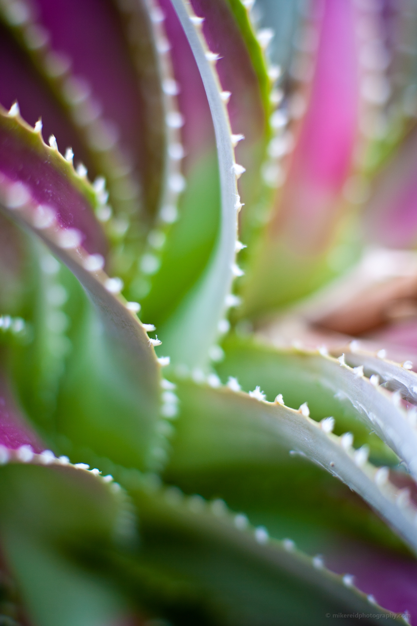 Abstract aloe leaves with repeating spines and soft color transitions