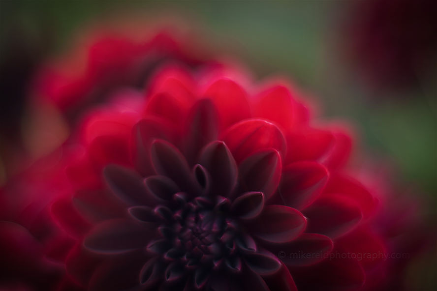 Dark red dahlia with layered petals and soft shadow