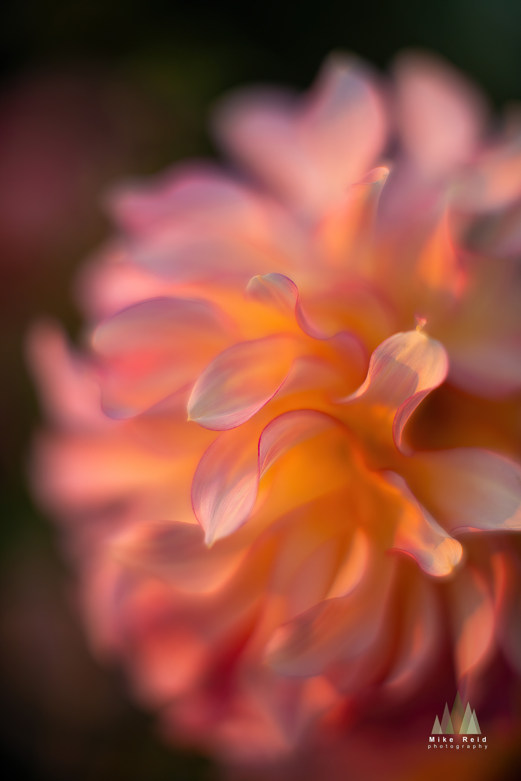 Peach and amber dahlia petals glowing in soft evening light