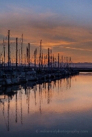 Calm Marina Waters Puget Sound Vertical sunset view over Shilshole Bay Marina in Seattle, with tall sailboat masts reflecting symmetrically in calm golden water beneath a glowing sky.