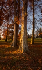 Sunlit Cedars To order a print please email me at  Mike Reid Photography : sunset, sunrise, seattle, northwest photography, dramatic, beautiful, washington, washington state photography, northwest images, seattle skyline, city of seattle, puget sound, aerial san juan islands