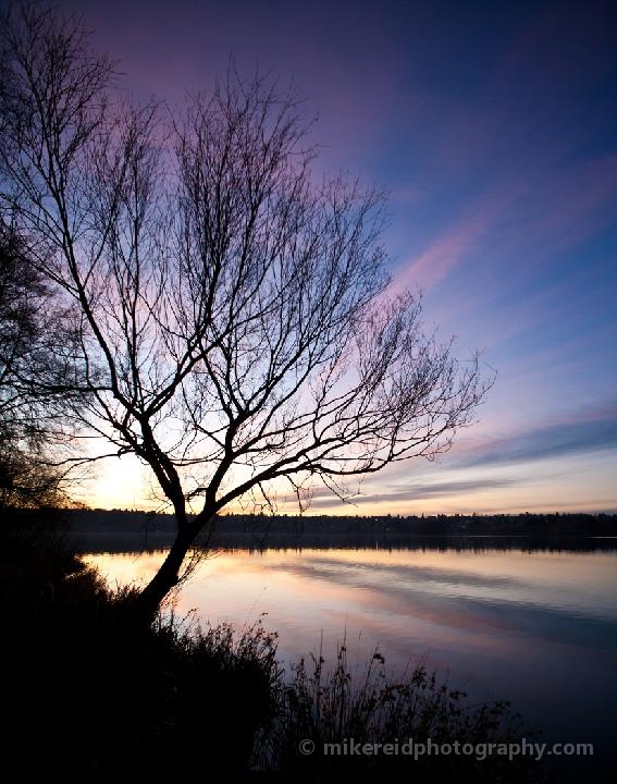 Greenlake Sunset Radiant Tree