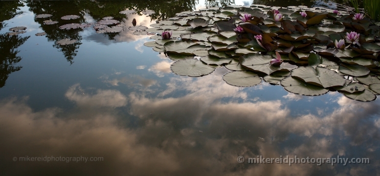 Pond Lillipad Reflection