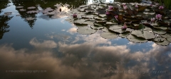 Pond Lillipad Reflection.jpg