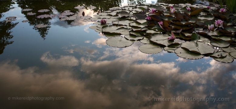 Pond Lillipad Reflection 