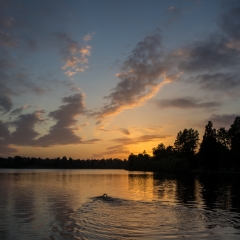 Greenlake Sunset Swimmer To order a print please email me at  Mike Reid Photography