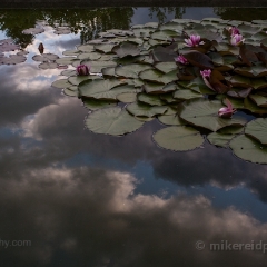 Pond Skies Reflection.jpg