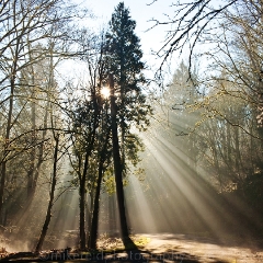 RAdiant Sunlight Trees.jpg