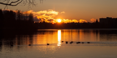 Greenlake Ducks