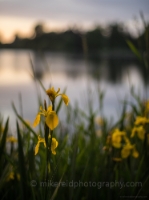 Greenlake Shore Lillies